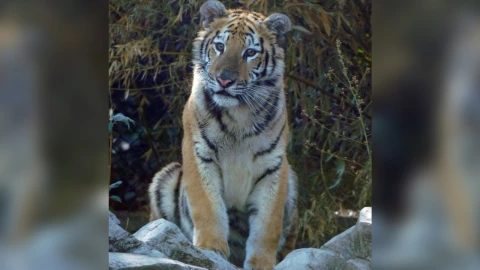tigre_zoologico_de_chapultepec