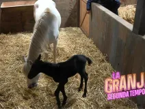 vota para elegir el nombre del potrillo en la granja vip