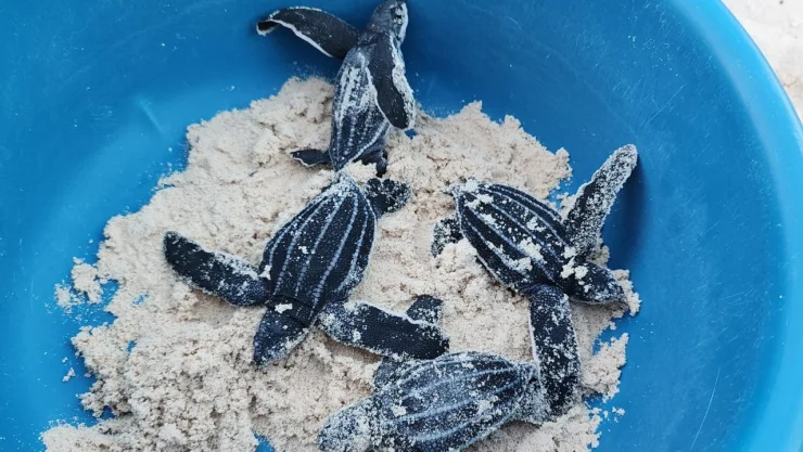 tortugas-laud-nacieron-yucatan