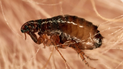 Cómo diferenciar a las chinches de las pulgas y garrapatas