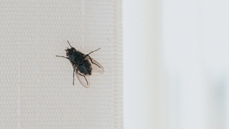 ¿Sabías que las moscas odian a estas 3 plantas?