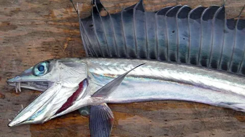 VIDEO Extraña aparición de peces caníbales en playas de EU