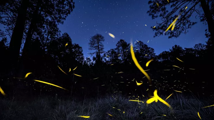Santuario de luciérnagas