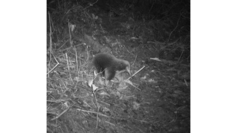 El equidna de pico largo