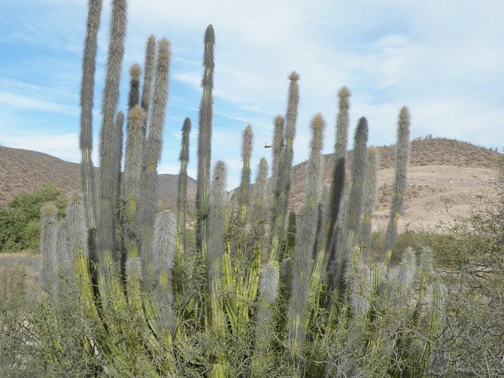 plantas del desierto senita