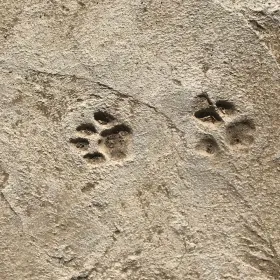 Descubren nueva especie de gato llamada “tilcayo”