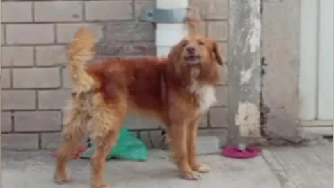 Perro fue abandonado en calles de Puebla dueños lo amarraron a un poste