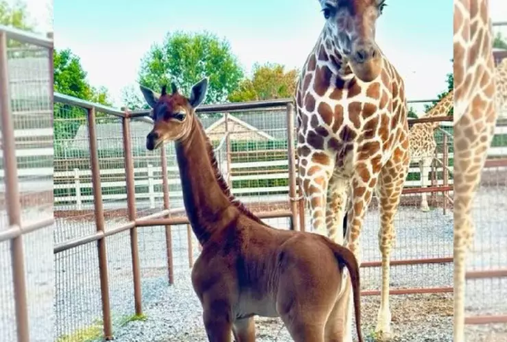 Nace un bebé jirafa sin manchas, parece ser único en el mundo