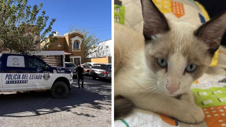 violencia contra animales.jpg