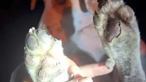 perrito lastimado nuevo león