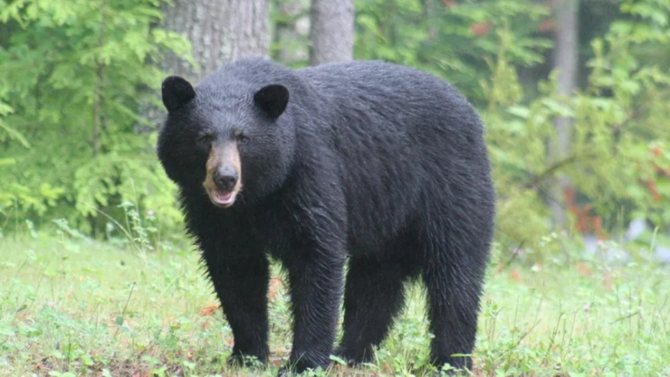 oso_negro.jpg