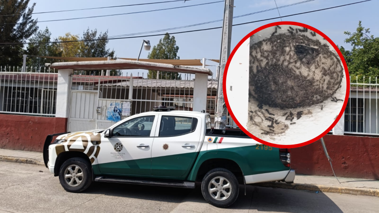 Retiran enjambre de avispas en escuela primaria de Celaya; alumnos estuvieron en riesgo.png