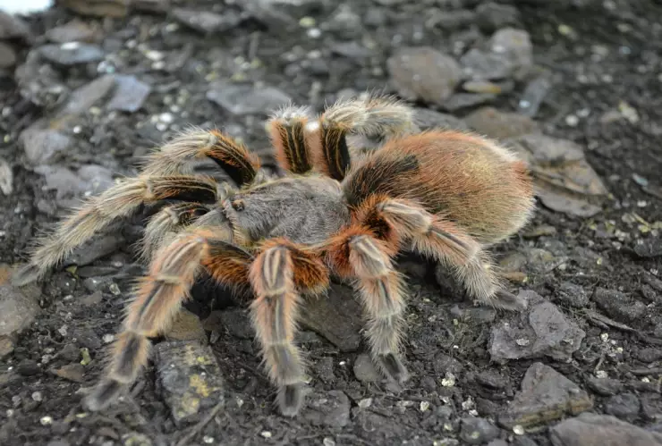¡Sorpresa gigante! Nueva especie de tarántula gigante descubierta en Cuba