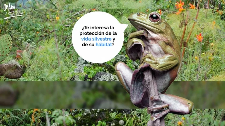 Invita UNAM a proteger vida silvestre como voluntario