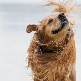 /estilo-de-vida/como-mojar-perro-no-arriesgarlo-calor