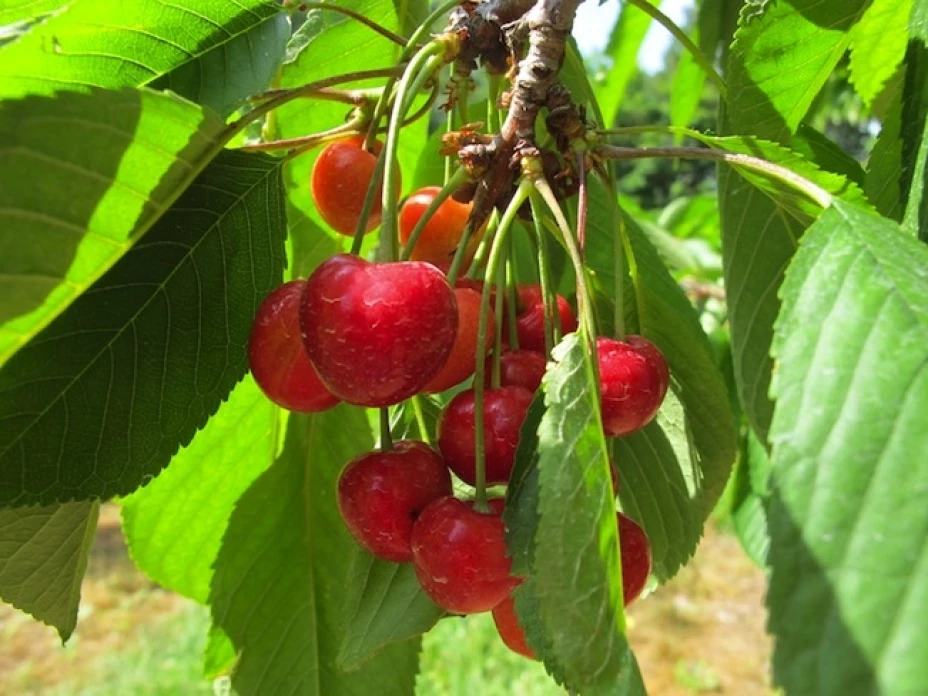 Para los agricultores de Estados Unidos, las restricciones a la inmigración han sido una pésima noticia, pues se están quedando sin mano de obra