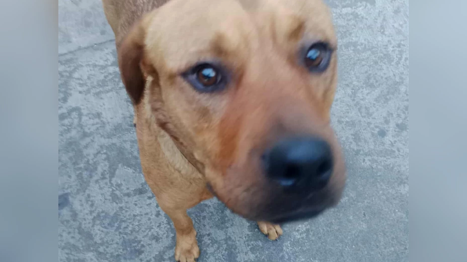 Perrito Canelo