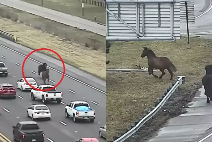 caballos-ohio-estados-unidos