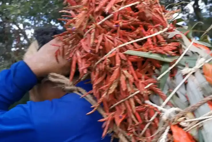 topada chiapa de corzo.jpeg