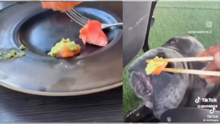 Influencer le da wasabi a su perrito