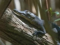 galerçia de fotos de los cocodrilos en Jalisco y Nayarit