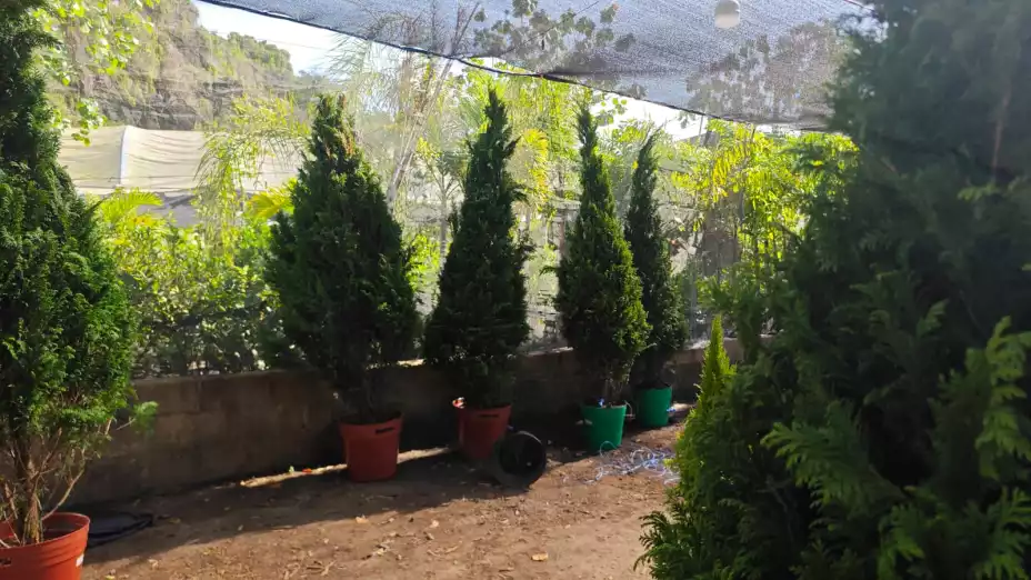 Arboles de navidad naturales en Tuxtla Gutiérrez.jpg