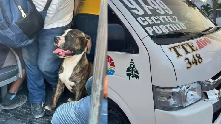 Resguardan a perro que subió a combi en Cancún mientras aparecen sus dueños