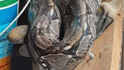 Captan ENORME boa en el patio de su casa en Kanasín_ FOTO
