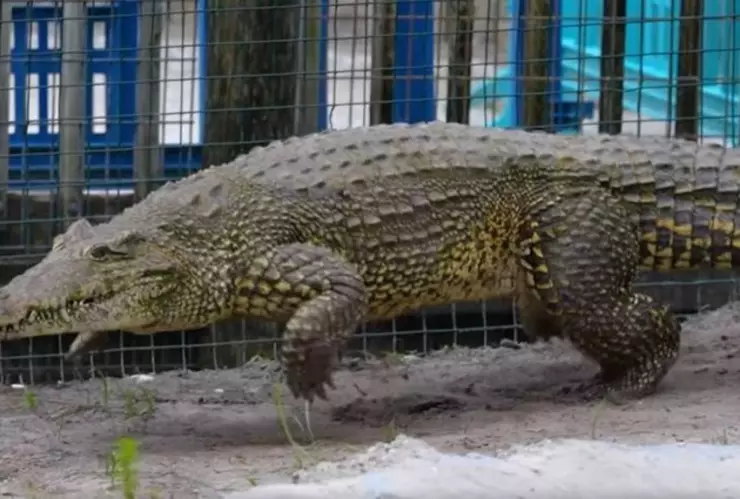 cocodrilo galopa para perseguir a un hombre en Florida .jpg
