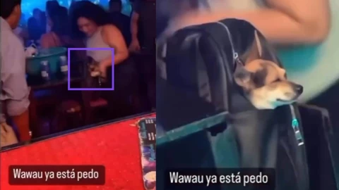 Captan a Firulais de antro.