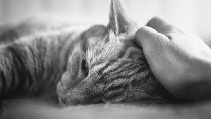Detienen a joven por matar gatos en Chicago