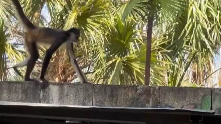 Mujer cuentra un MONO cuando tendía la ropa, en Ticul (FOTO)