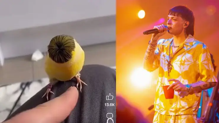 Hacen corte de Peso Pluma a pollito y así quedó (VIDEO)