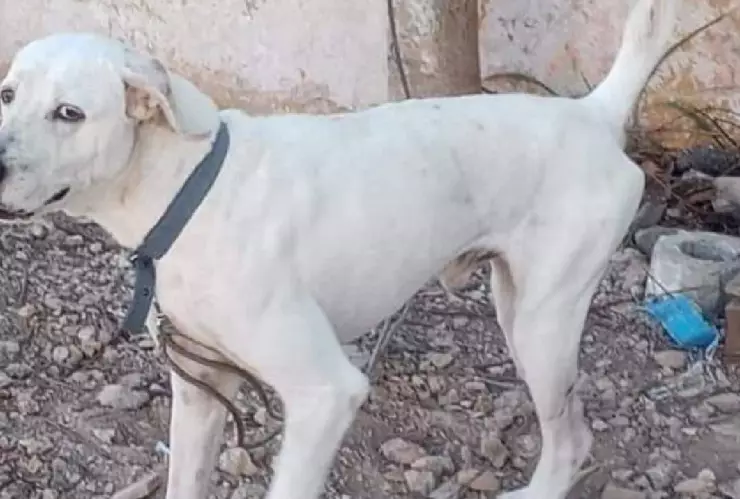 Sujeto que decapitó a perrito es imputado por maltrato animal