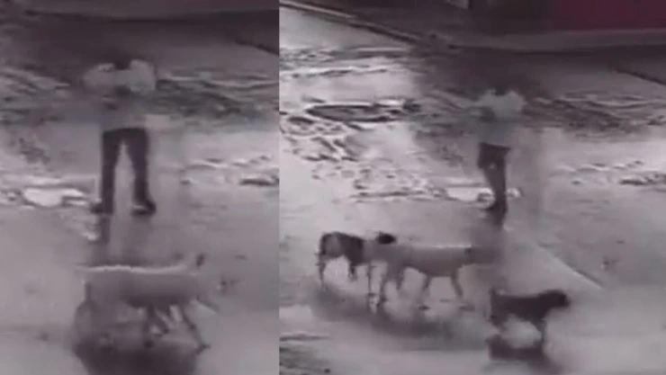 Hombre ataca a balazos a cuatro perros