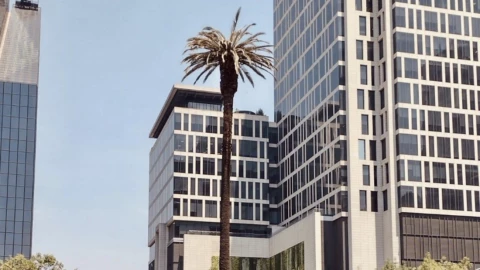 La Palma Paseo de la Reforma