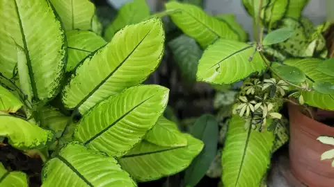 plantas que absorben calor