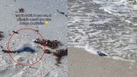 turista asustada aparicion medusa playa yucatan