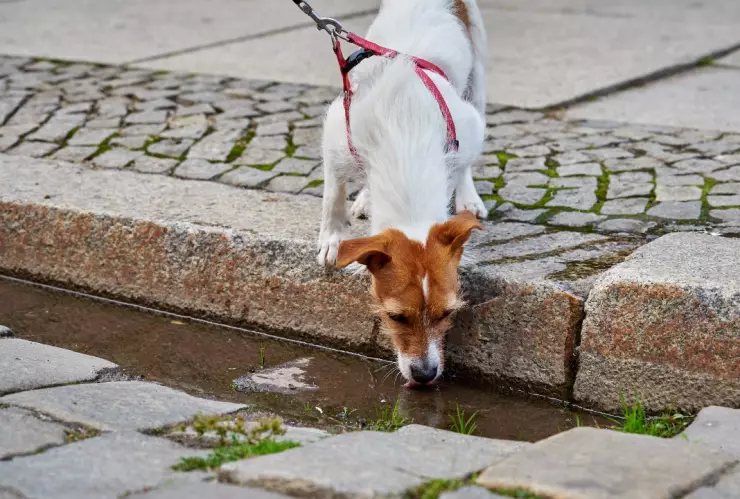 Golpe de calor perros.jpg