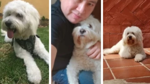 Lucas perrito vuelo Mérida CDMX