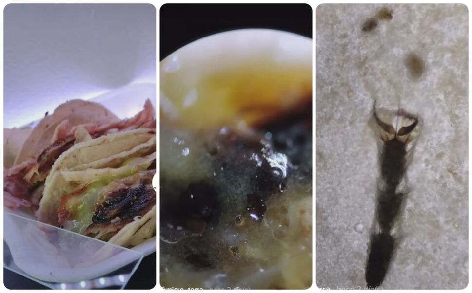 tacos callejeros-microscopio