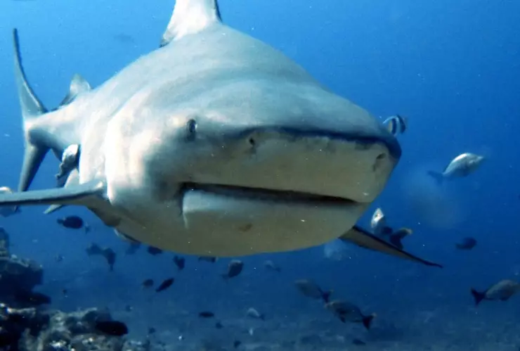 En Oaxaca puedes disfrutar de playas paradisíacas, aunque en algunas es importante tener cuidado con tiburones.