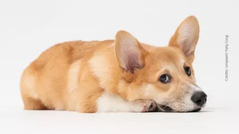 ¿Cómo registrar a tu mascota en el RUAC?