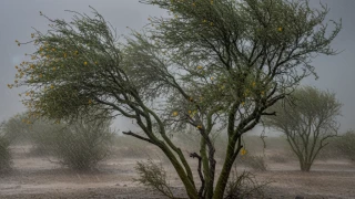 vientos ciudad juárez