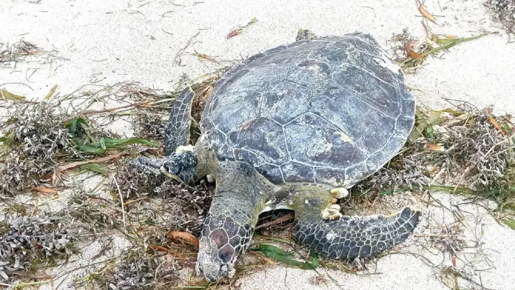 Encuentran tortuga muerta en Playa de Progreso; activan protocolo