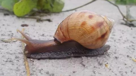 Hallan peligrosos caracoles africanos gigantes en aeropuerto de EUA