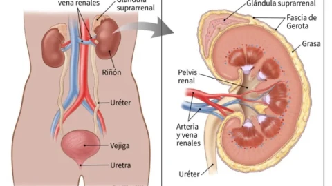 mujeres-mayor-riesgo-cáncer-de-riñón-esto-dicen-expertos-riñon