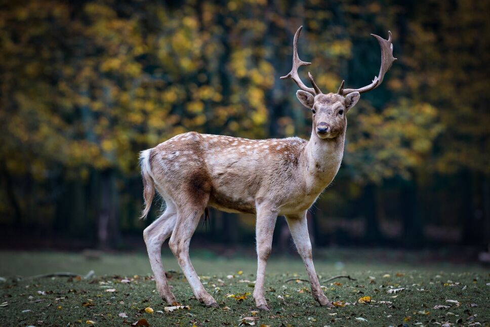 animales2.jpg