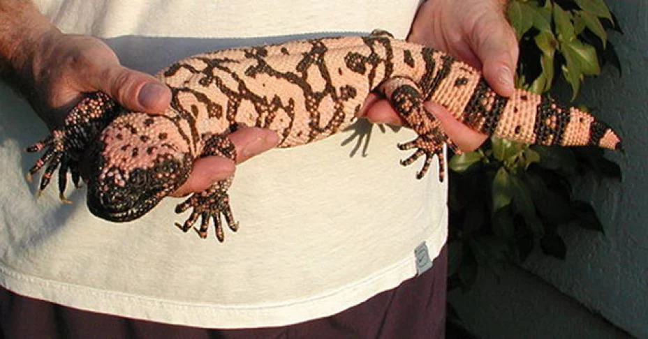 Encuentran lagarto venenoso en Morelos
