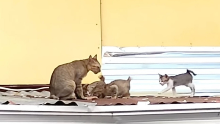 gatita pescado crías viral